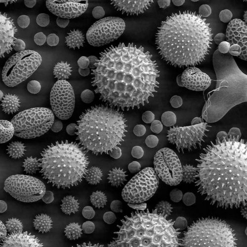 Misc_Pollen_IG Misc_Pollen_IG